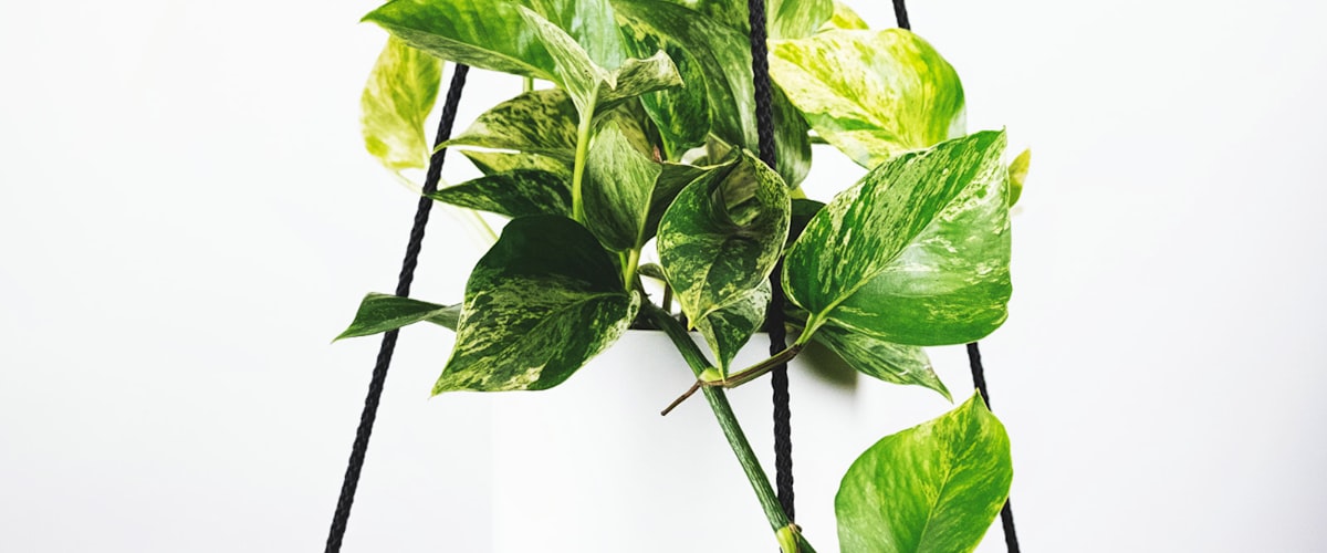 欧洲五大联赛积分榜争夺激烈，多支球队在积分榜上紧咬比分